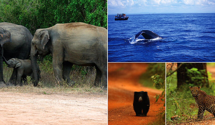 Sri Lanka’s Best Wildlife Safaris and National Parks