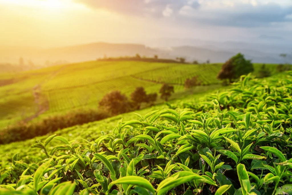 Sri Lanka Ceylon Tea 2 Sri Lankan Tea state
