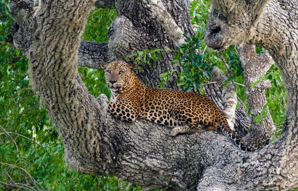 Yala National Park1