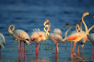 kumana bird sactuary1 Copy