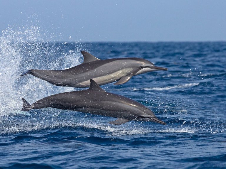 sri lanka dolphins watching