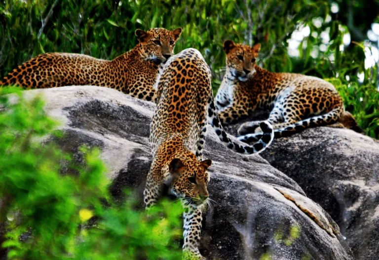 visit wilpattu national park