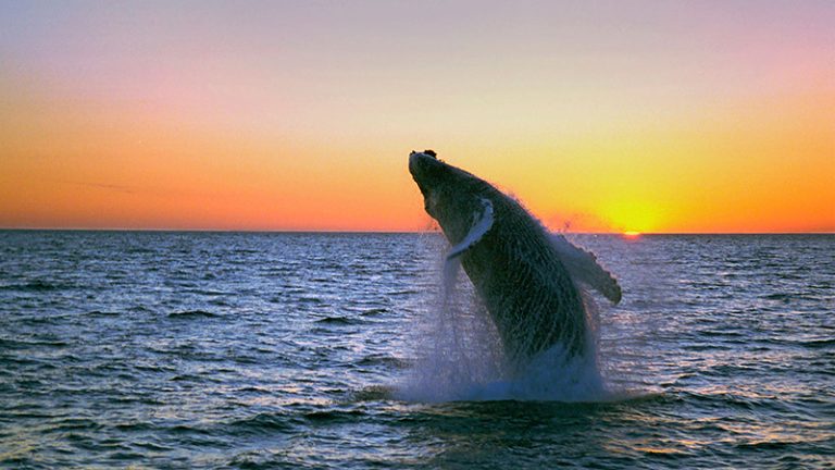 whale watching 1 63871