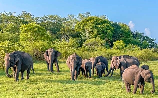 Grand Sri Lanka Expedition 49 Minneriya 2 e1783076255271