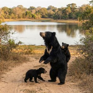 Yala Safari Tour in Sri Lanka 8 1a0e30e6379e9a612dc6680a5ded2654