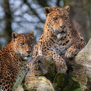 Yala Safari Tour in Sri Lanka 6 51973ac996d22553bc157ddf10f59535