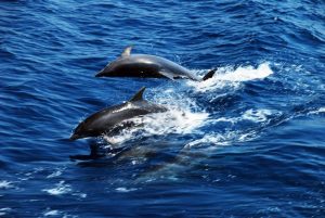 Whale and Dolphin Watching in Sri Lanka 4 5bbd6600b0cdbf454a85c3fdb4ea891f