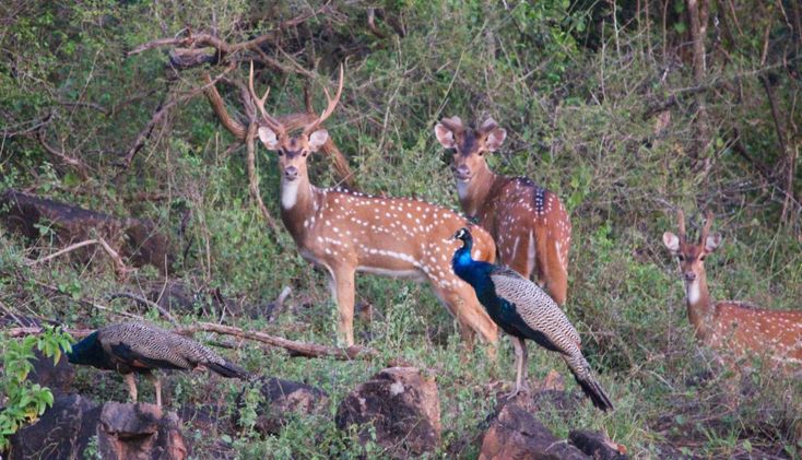 Yala Safari Tour in Sri Lanka 10 8b18c1a8d53cc8e8577874bb2a69e339