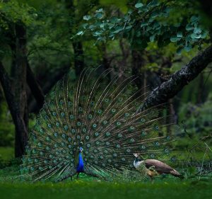 Yala Safari Tour in Sri Lanka 9 8ba514db16213fbb4e226e475254daea e1783244714435