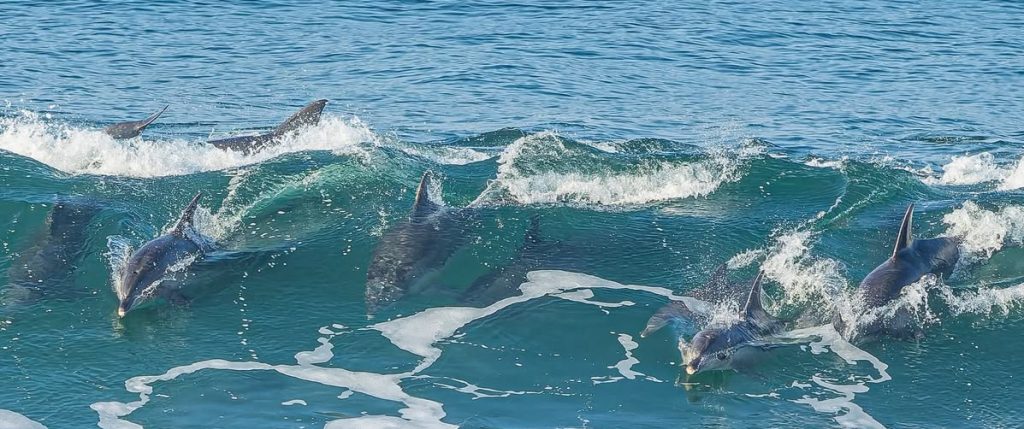 Whale and Dolphin Watching in Sri Lanka 6 959ad7a13b69993a1c0b6b3016e4c6ba e1784111984414