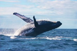 Whale and Dolphin Watching in Sri Lanka 3 9f1099277ed263bf8a1b7df7170dcbee