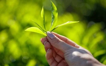 closeup bright green ceylon tea 260nw 2627221437 e1782989689233