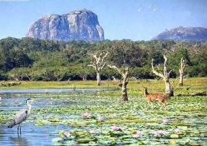 Yala Safari Tour in Sri Lanka 4 ec4c36849a9c8dc1e1e4bab1ecc4a2e1 e1783240087187