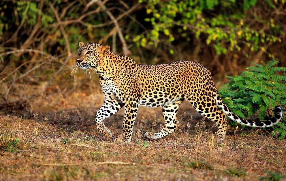Yala Safari Tour in Sri Lanka 2 f5037b5cc2f184a300c477cb05eb1cda