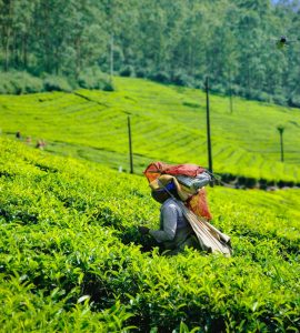 Sri Lanka Ceylon Tea 3 pexels aravind p s 1808524778 30204867 scaled e1782991609499